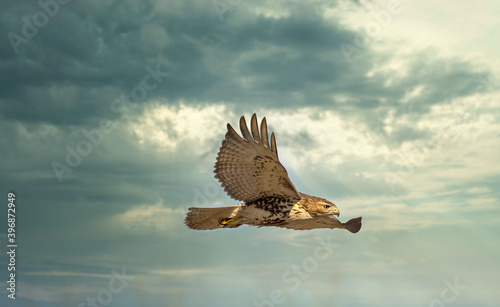 Red tailed hawk flying in high over Dorval airport  Montreal Quebec  Canada.