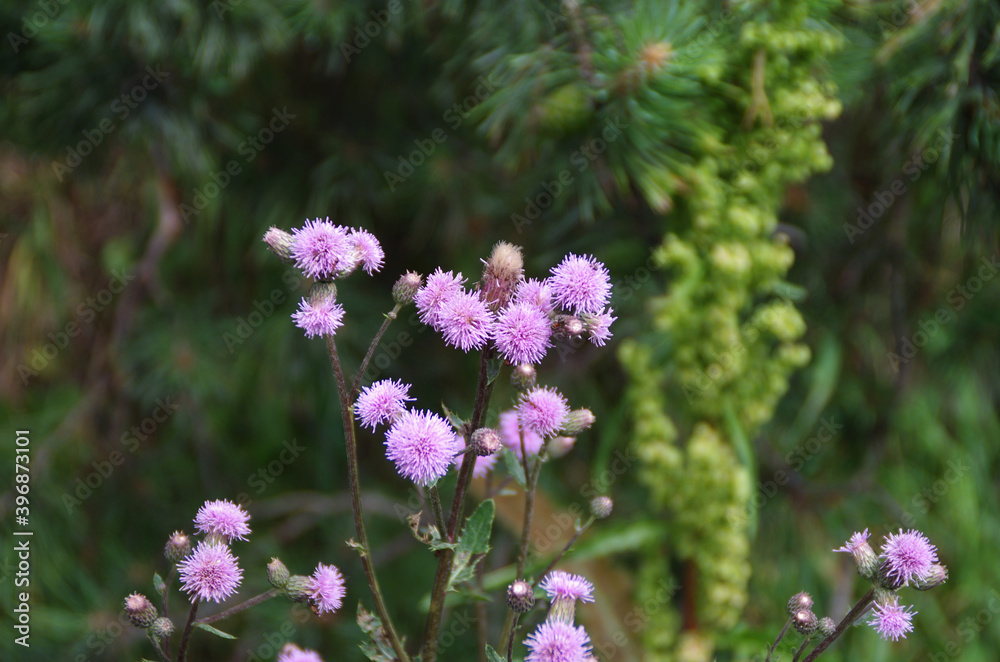 pink wild flower pink wild flower