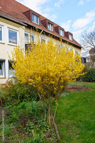 Fototapeta Naklejka Na Ścianę i Meble -  Der grünen Baum ist jetzt gelb