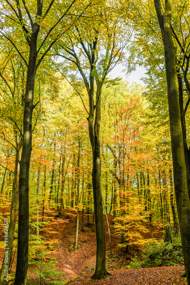 Autumn landscape. Autumn colored leaves on trees in the forest. Autumn landscape. Autumn colored leaves on trees in the forest.