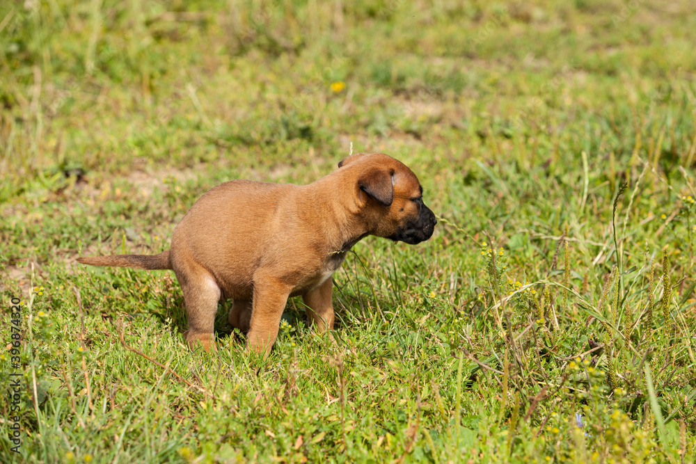 cute bastard malinois puppy and bullmastiff pooping in the grass in summer cute bastard malinois puppy and bullmastiff pooping in the grass in summer
