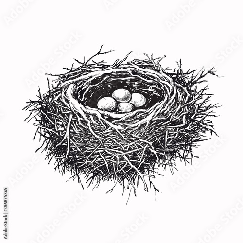 Birds Nest with Eggs Hand Drawn Vector Illustration