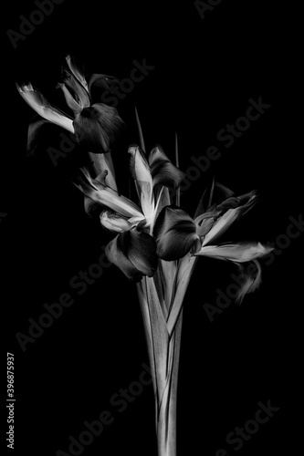 Black and white photo beautiful iris flowers