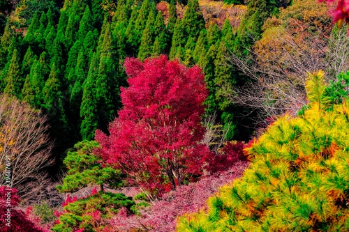 渓石園の紅葉