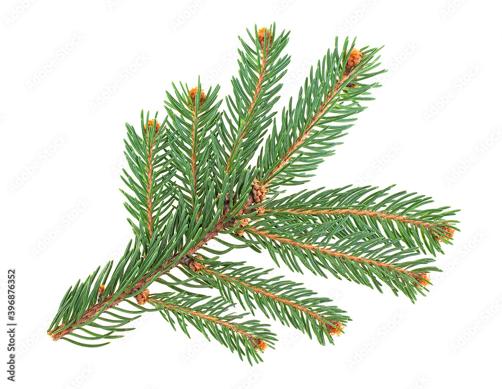Green fir branch isolated on a white background. Green fir branch for christmas.