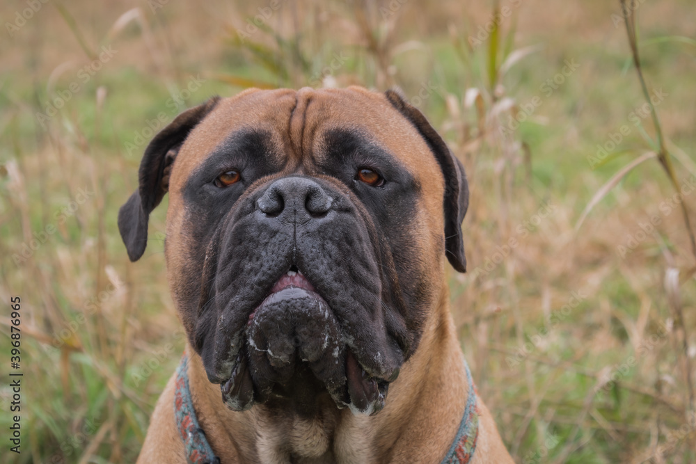 2020-12-01 PORTRAIT HEAD SHOT OF A BULL MASTIFF WITH GRASS BACKGROUND 2020-12-01 PORTRAIT HEAD SHOT OF A BULL MASTIFF WITH GRASS BACKGROUND