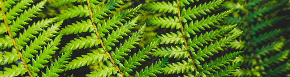 beautyful ferns leaves green foliage natural floral fern background beautyful ferns leaves green foliage natural floral fern background