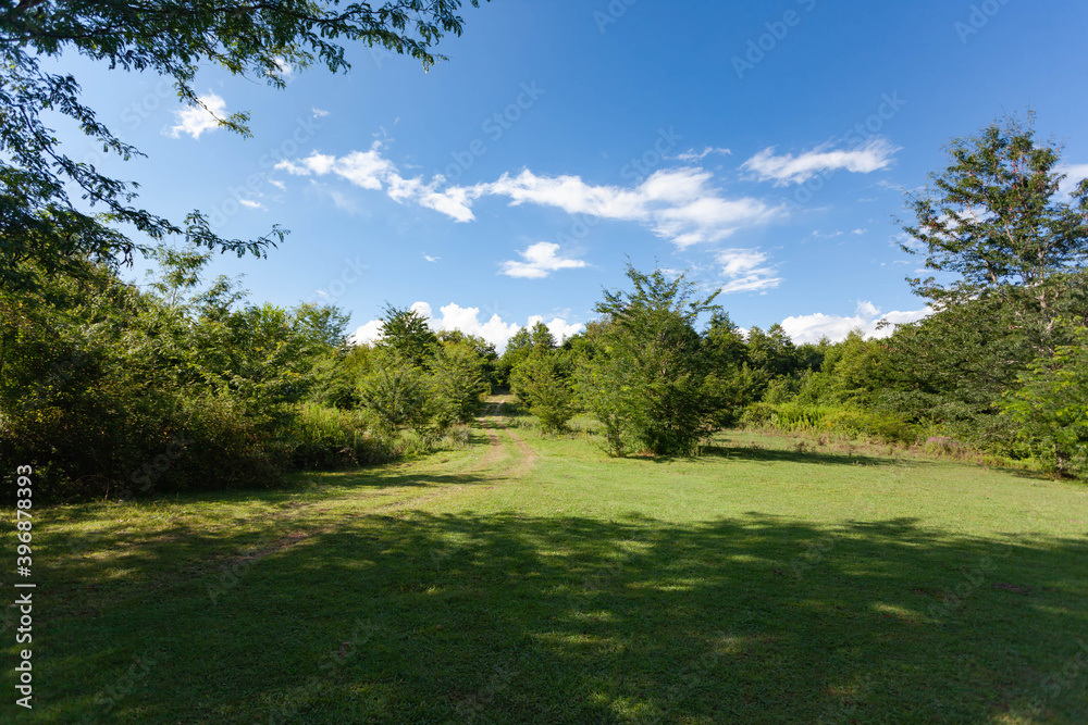 Beautiful green glade against the bright blue sky with clouds, around grow green trees, along the clearing goes the road, use as a background or texture