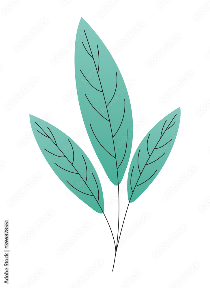 leaves of a green color leaves of a green color