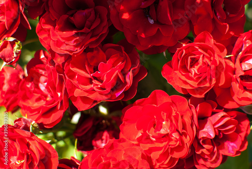 Red roses in the garden with green background
