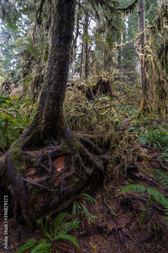 Trees in the Rainforest along the Willaby Creek Trail, WA © Hanjo Hellmann