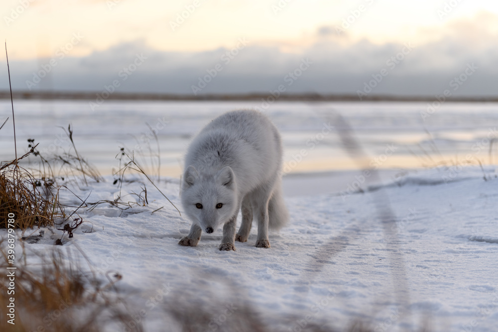 Arctic fox in winter time in Siberian tundra Arctic fox in winter time in Siberian tundra