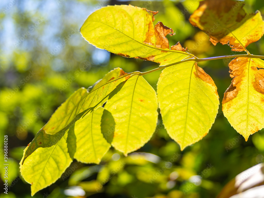 Obraz premium autumn, yellow leaves on the trees in the sun.