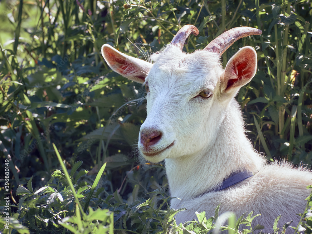 Obraz premium Portrait of a funny goat with horns