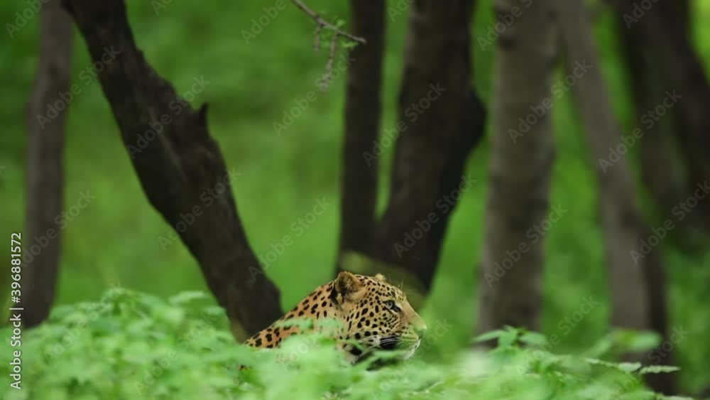 custom made wallpaper toronto digitalWild male leopard or panther in natural monsoon green grass with side face looking for possible prey at central india forest - panthera pardus fusca