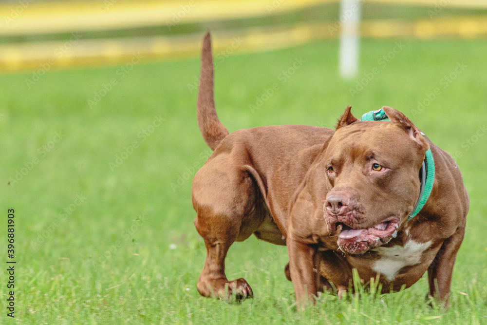 American Pit Bull running in the field