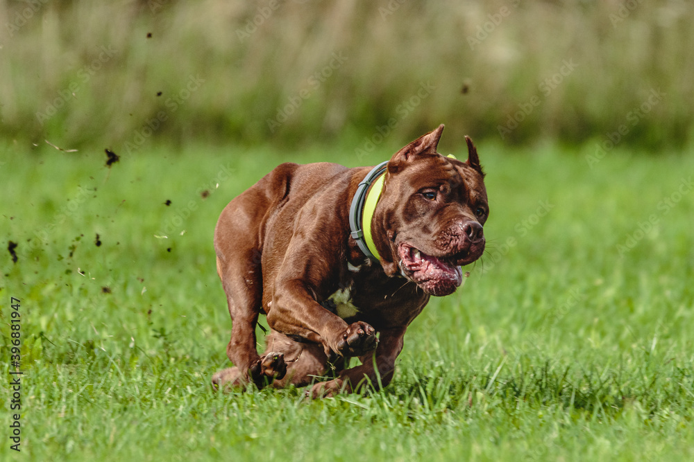 American Pit Bull running in the field