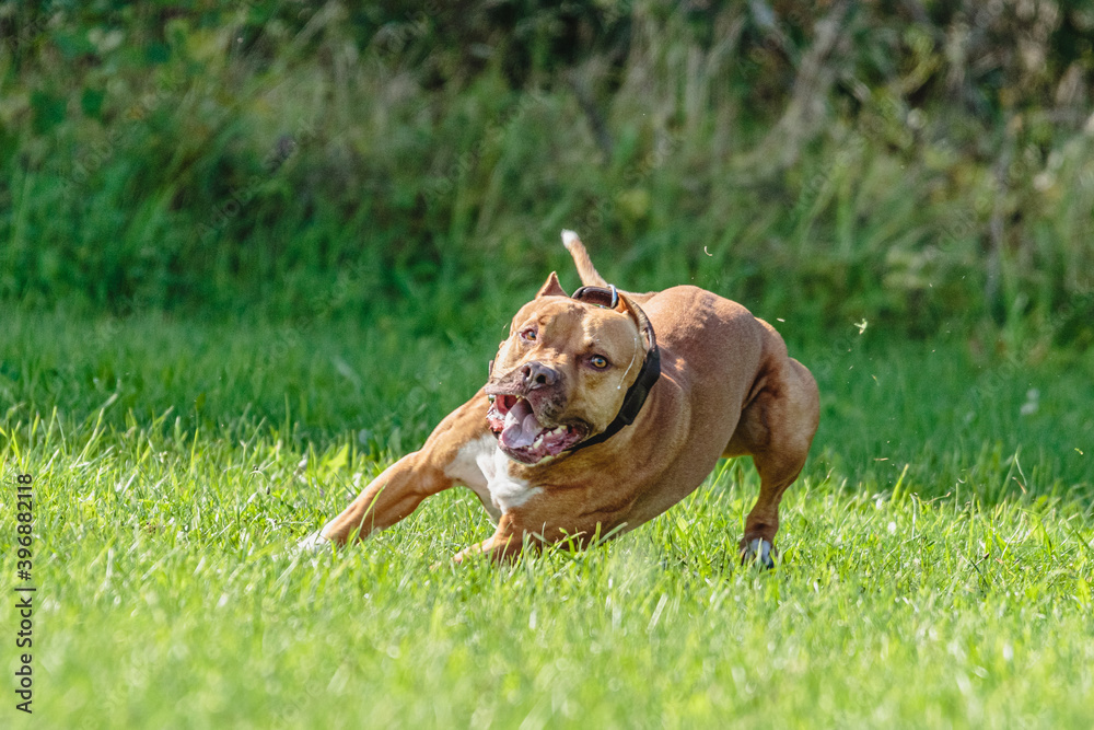 American Pit Bull running in the field American Pit Bull running in the field