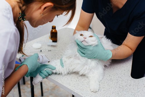 Fototapeta Naklejka Na Ścianę i Meble -  In a modern veterinary clinic, a thoroughbred cat is examined and treated on the table. Veterinary clinic