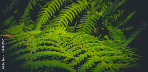 green fern leaves