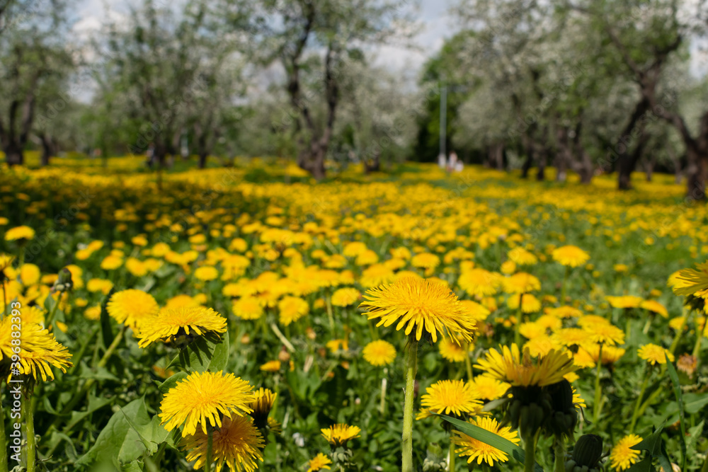 Blooming dandelions and apple orchard 
