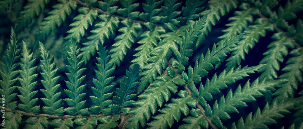 beautyful ferns leaves green foliage natural floral fern background	