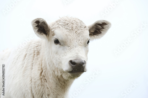 Charolais beef calf portrait close up on farm, baby cow isolated on backgound.