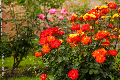 Beautiful roses in a garden © tcerovs
