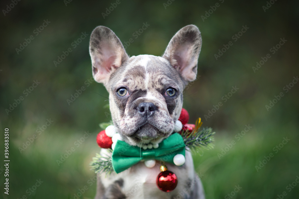 Merle colored French Bulldog dog puppy wearing seasonal Christmas collar with green bow tie on blurry background 