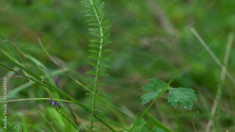 Yarrow plant on slight breeze in natural grass environment (Achillea millefolium) - (4K) Yarrow plant on slight breeze in natural grass environment (Achillea millefolium) - (4K)
