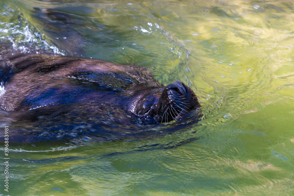 Obraz premium Sea lion - Otaria flavescens swims in water and has a snout above the surface
