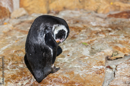 The Humboldt Penguin - Spheniscus humboldti - stands on a rock and cleans its beak.