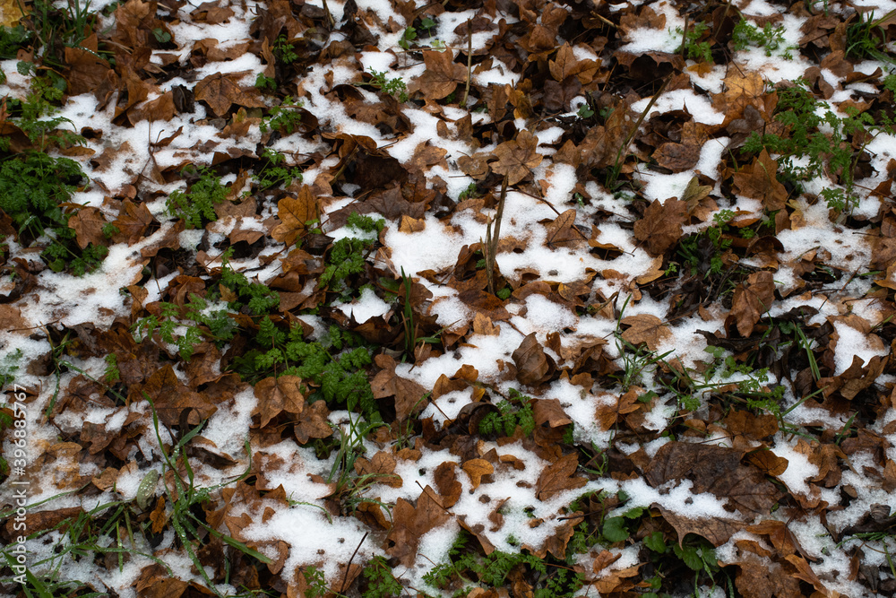 First snow of the winter partially covering autumn leaves on the ground First snow of the winter partially covering autumn leaves on the ground