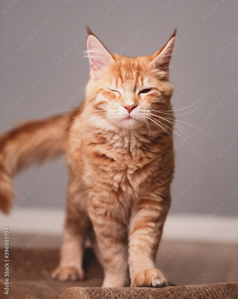 Beautiful red solid maine coon serious kitten walking and winking one eye. Closeup Beautiful red solid maine coon serious kitten walking and winking one eye. Closeup