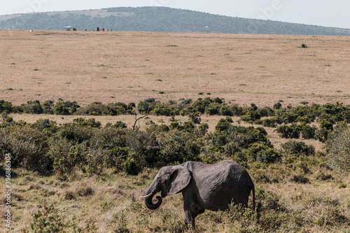 African Elephant Wildlife Animals Grazing Savanna Grassland Wilderness Maasai Mara National Game Reserve Park Great Rift Valley Narok County Kenya East African Landscapes Field Mountains Scenic Views photo