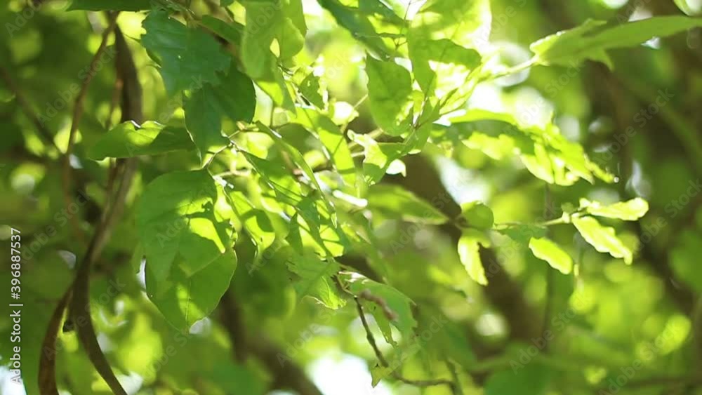 green leaves in the forest. green leaves in the forest.
