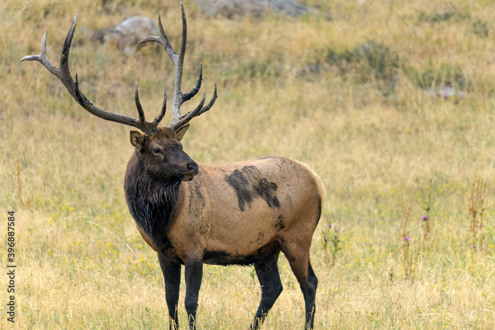 Bull Elk - A close-up side view of a strong mature bull elk standing and grazing in a mountain meadow on a late Summer evening. Rocky Mountain National Park, Estes Park, Colorado, USA. Bull Elk - A close-up side view of a strong mature bull elk standing and grazing in a mountain meadow on a late Summer evening. Rocky Mountain National Park, Estes Park, Colorado, USA.