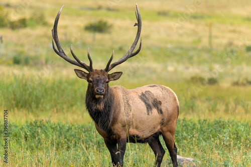 Bull Elk - A close-up front view of a strong mature bull elk standing and grazing in a mountain meadow on a late Summer evening. Rocky Mountain National Park  Estes Park  Colorado  USA.