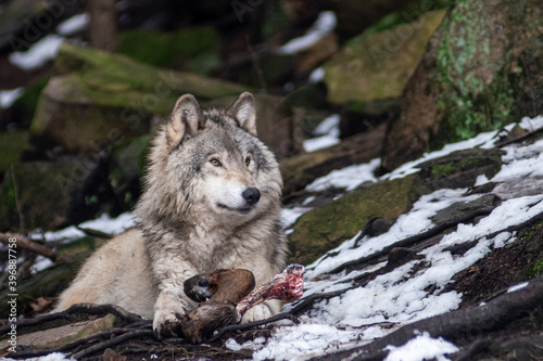 Quadro em tela Grey wolf eating a deer leg 1