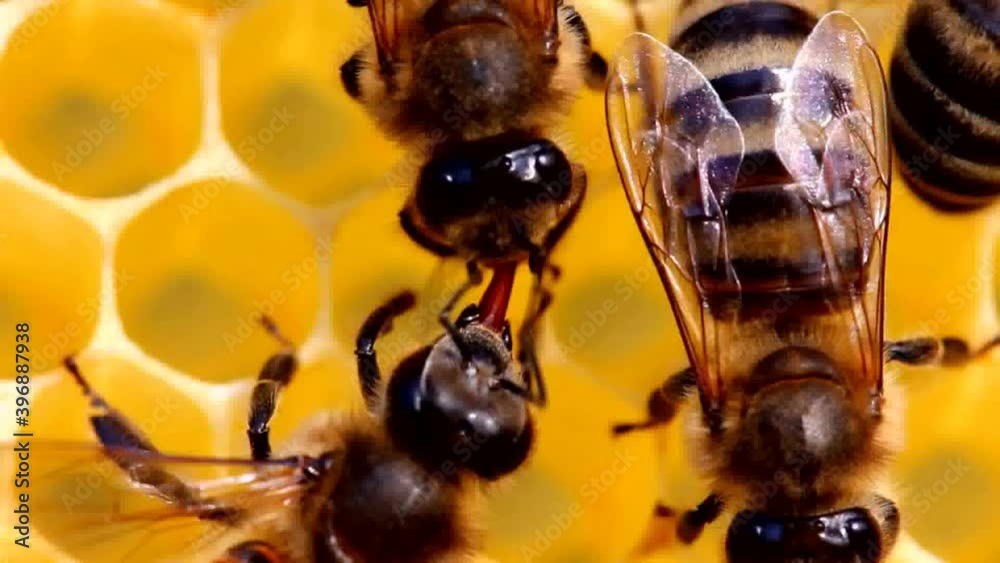Active movement and communication of bees
Bees share information, pass each other nectar. A good and original story.
