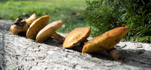 The collected mushrooms are laid out on a wooden texture. Autumn still life. Soft light. photo