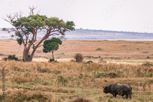 African Buffalo Wildlife Animals Grazing Savanna Grassland Wilderness Maasai Mara National Game Reserve Park Great Rift Valley Narok County Kenya East African Landscapes Field Mountains Scenic Views photo