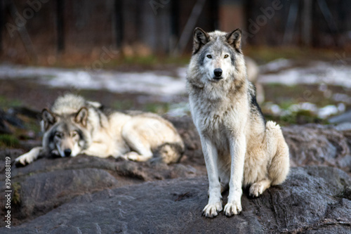 2 wolves on a rock