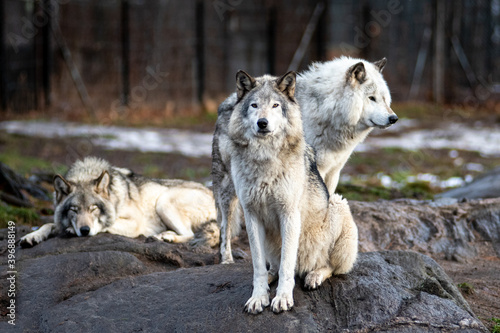 3 Wolves on a rock
