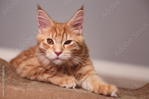Beautiful red solid maine coon serious kitten lying and winking one eye. Closeup natural emotional portrait