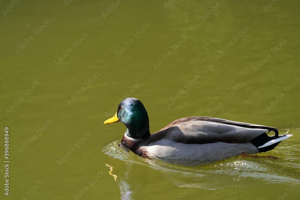 mallard in the pond mallard in the pond