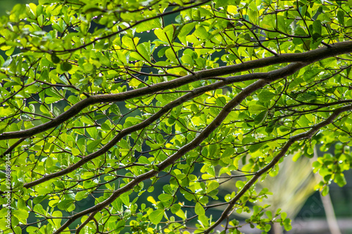 Wet braches and the leaf after rain photo