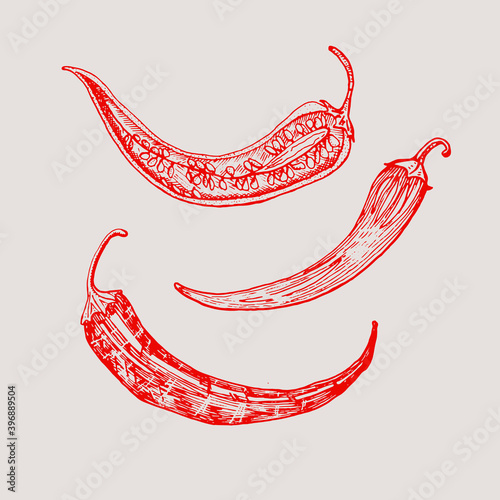 Red hot chili peppers in vintage style. Salad ingredients. Farm vegetable. Vector illustration. Hand drawn engraved retro sketch. Doodle style