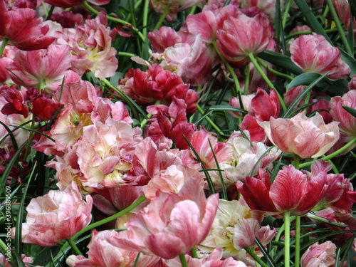 Photography Tudor Schleurholts  flowers