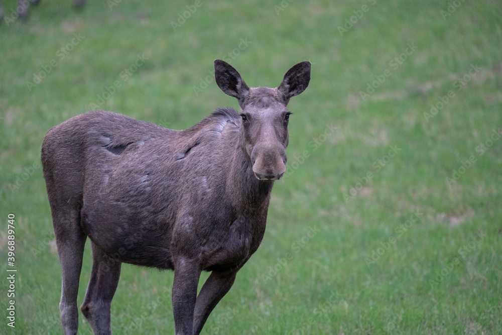 Eurasian elk (Alces alces)